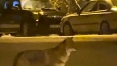 mahallede yiyecek arayan tilki kamerada JxcBX9Yc