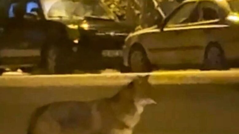 mahallede yiyecek arayan tilki kamerada JxcBX9Yc