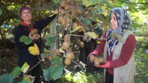 ordu kivisinde rekolte hedefi 6 bin 200 ton ekonomiye katkisi yaklasik 500 milyon tl BiZVpXEE