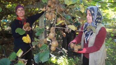 ordu kivisinde rekolte hedefi 6 bin 200 ton ekonomiye katkisi yaklasik 500 milyon tl BiZVpXEE
