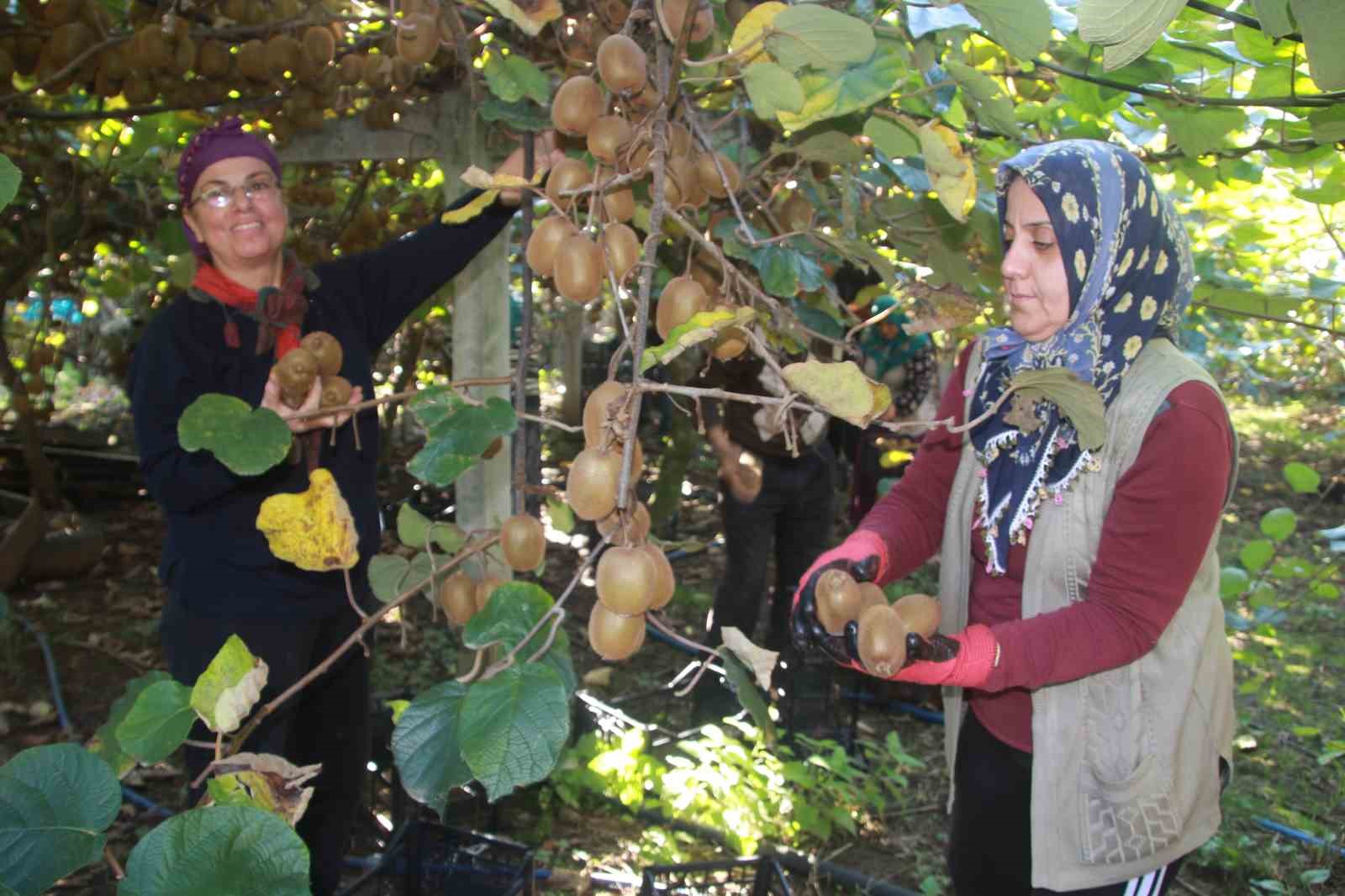 ordu kivisinde rekolte hedefi 6 bin 200 ton ekonomiye katkisi yaklasik 500 milyon tl BiZVpXEE