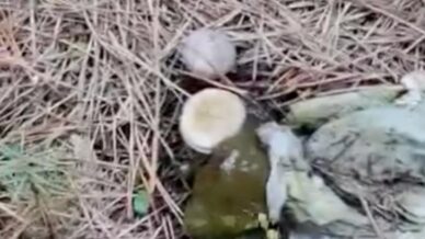 ormanlik alanda cop yiginlari ry67Z7At