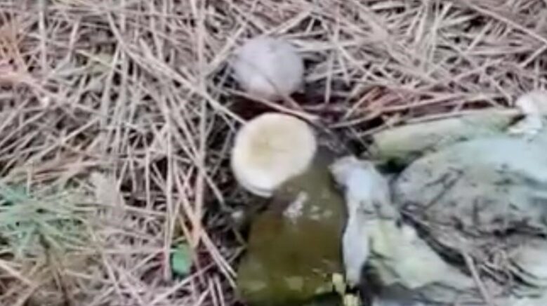 ormanlik alanda cop yiginlari ry67Z7At