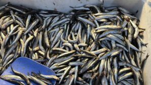 palamut gurcistana kacinca tezgahlar hamsiyle doldu RKwmkA5l