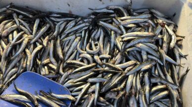 palamut gurcistana kacinca tezgahlar hamsiyle doldu RKwmkA5l