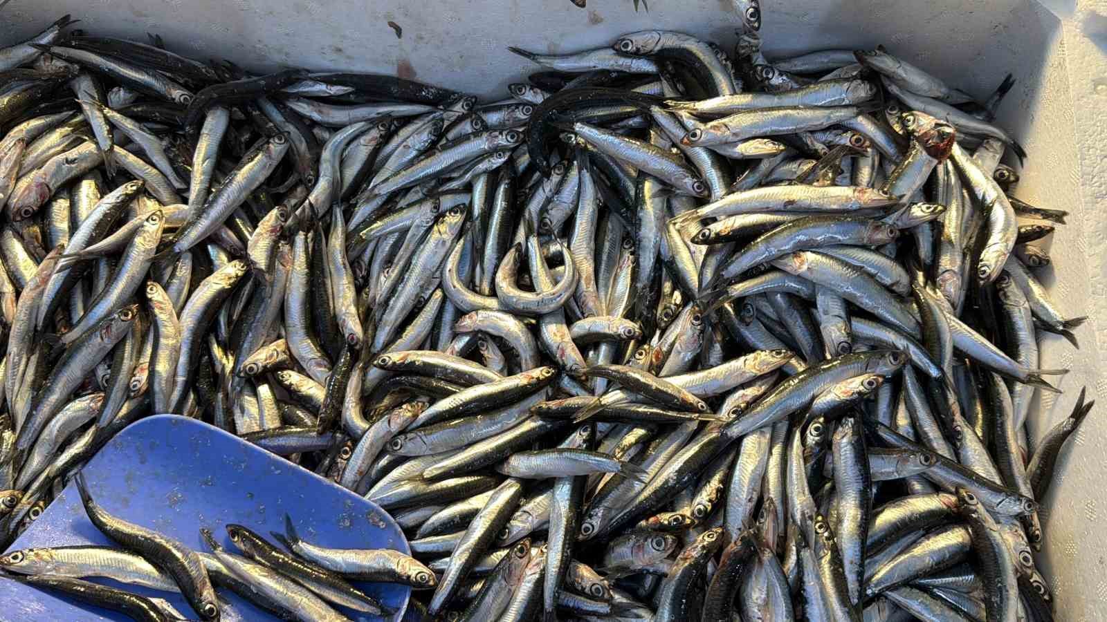 palamut gurcistana kacinca tezgahlar hamsiyle doldu RKwmkA5l