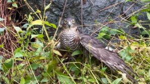 rizede atmacalar bildircin avinda yaristi LP2WgdjH