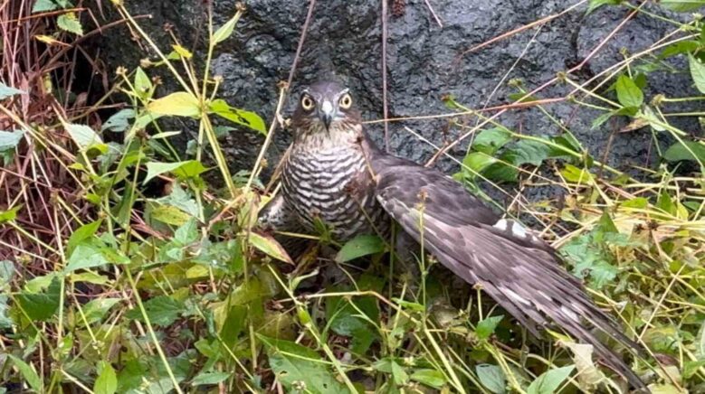 rizede atmacalar bildircin avinda yaristi LP2WgdjH