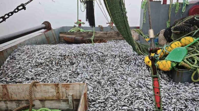 samsunda 1 milyon 843 bin 550 kilo hamsi denetlendi Zu7V3Vkn