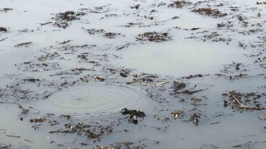 sapanca golunden sonra bir korkutan goruntu de efteni golunde olustu mOpTSzQq