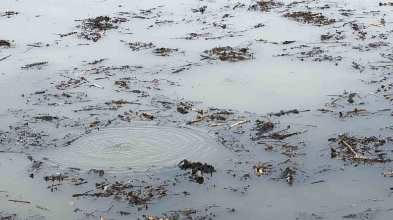 sapanca golunden sonra bir korkutan goruntu de efteni golunde olustu mOpTSzQq