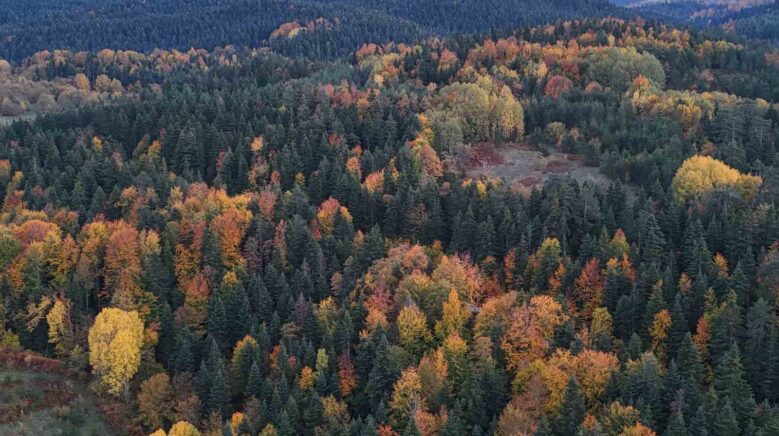 sinopta sonbaharda renk cumbusu yasaniyor 9aLe31qz