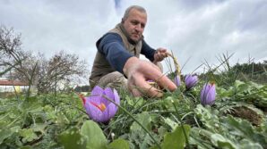 soguk ve yagisli hava dunyanin en pahali baharatinda hasat suresini uzatti nCLkZZ43