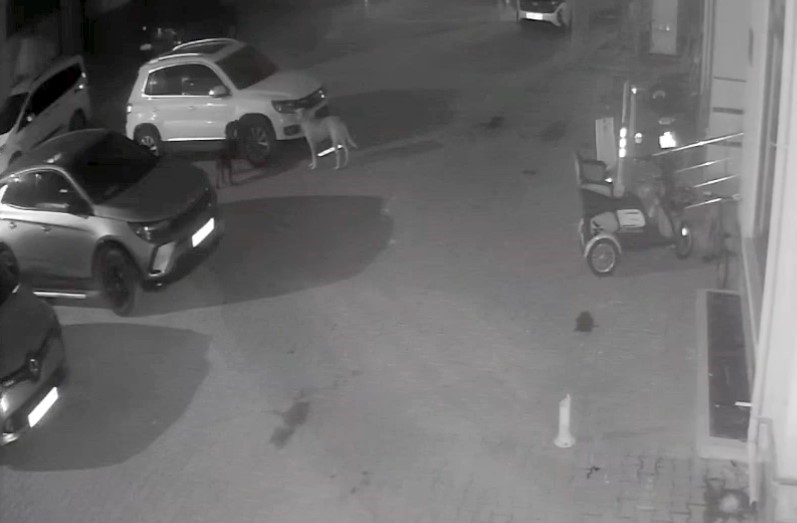 sokak kopekleri park halindeki araci parcaladi o anlar kamerada X7LW8OyE