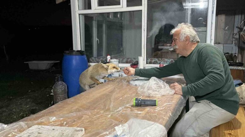 tilki ailesi her aksam yemek icin bag evine geliyor gkEgmACu