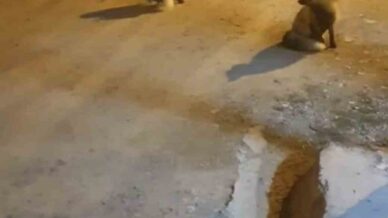 tilkileri icin yaylayi terk edip sehre gidemiyor J3zz3itB