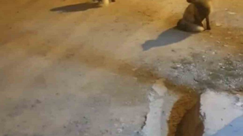 tilkileri icin yaylayi terk edip sehre gidemiyor J3zz3itB