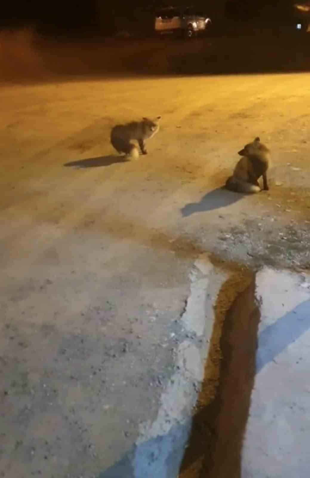 tilkileri icin yaylayi terk edip sehre gidemiyor J3zz3itB