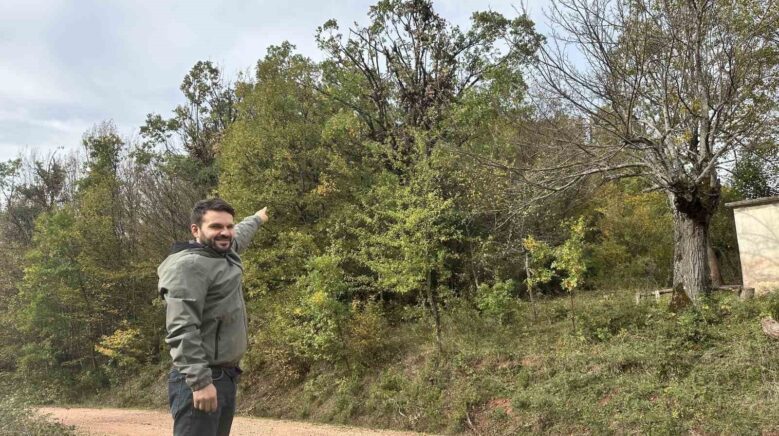 tirmandiklari agacta mese palamudu yiyen ayilar kamerada eTTa2p9O