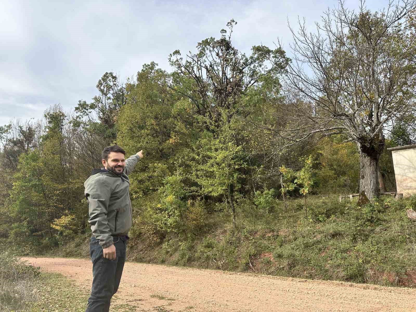 tirmandiklari agacta mese palamudu yiyen ayilar kamerada eTTa2p9O