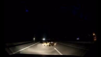 tokatta otomobil suruye carpti 12 koyun telef oldu 9wEacvIS