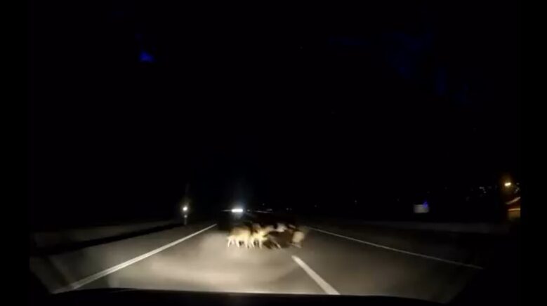 tokatta otomobil suruye carpti 12 koyun telef oldu 9wEacvIS