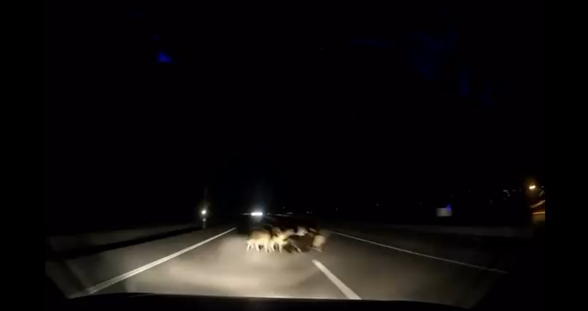 tokatta otomobil suruye carpti 12 koyun telef oldu 9wEacvIS