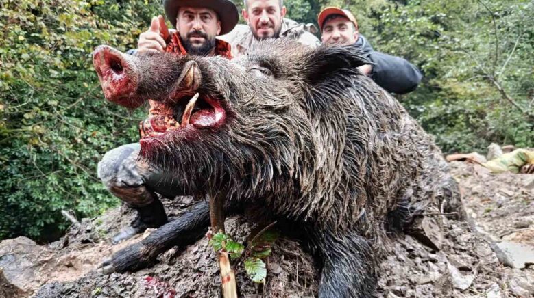 trabzonda surek avinda 300 kglik domuz fiseklerin hedefi oldu PKE7OhU7