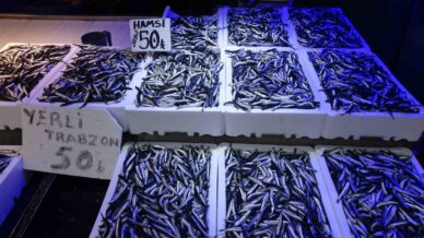 trabzonlular hamsiye doydu RGNZKZWK