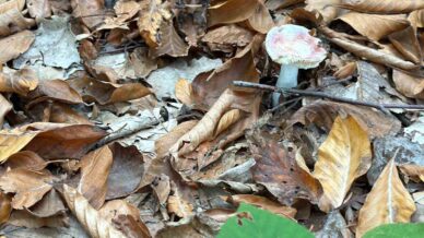 uzmanindan mantar uyarisi hepsi risk iceriyor Ifq4vK95