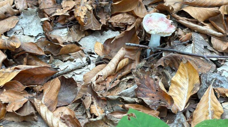 uzmanindan mantar uyarisi hepsi risk iceriyor Ifq4vK95