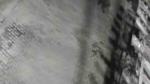 yerlesim alanina inen ayilar koy sakininden korkup kacti dYtHpJTU