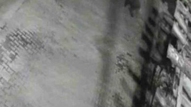 yerlesim alanina inen ayilar koy sakininden korkup kacti dYtHpJTU