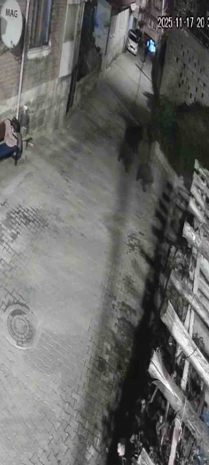 yerlesim alanina inen ayilar koy sakininden korkup kacti dYtHpJTU