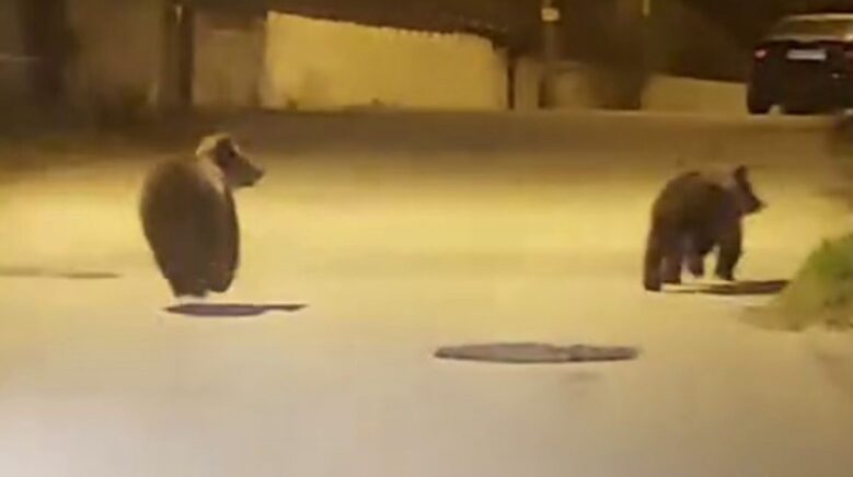 yolda kosan ayilar kamerada ayAYEMA5