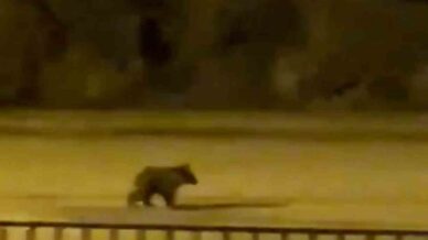 yolunu sasiran yavru ayi ilce merkezine indi HRN75Ijx