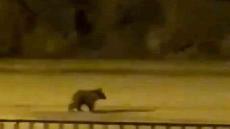 yolunu sasiran yavru ayi ilce merkezine indi HRN75Ijx