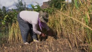yusufelinde pirinc hasadi basladi daglarin arasinda bereketli topraklar abFsUGxv