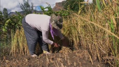yusufelinde pirinc hasadi basladi daglarin arasinda bereketli topraklar abFsUGxv