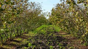 zirai don samsunu findik uretiminde zirveye tasidi qiWHKHw9