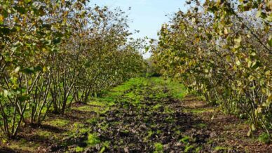 zirai don samsunu findik uretiminde zirveye tasidi qiWHKHw9