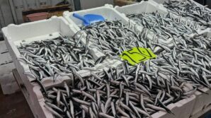 zonguldakta hava sartlari hamsi fiyatini yukseltti 6yDLgJKg