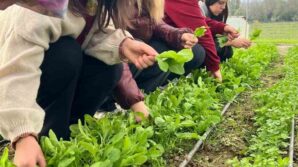 zonguldakta tarim lisesi ogrencileri uygulamali egitimde hasat yapti g94KCEBj