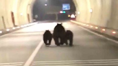 amasra tunelinde 3 ayi goruntulendi DPua5lfQ