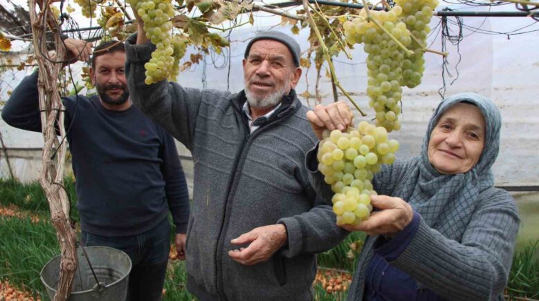 amasyali feruziye nine serada kisin uzum yetistirip satiyor xGezJfOA