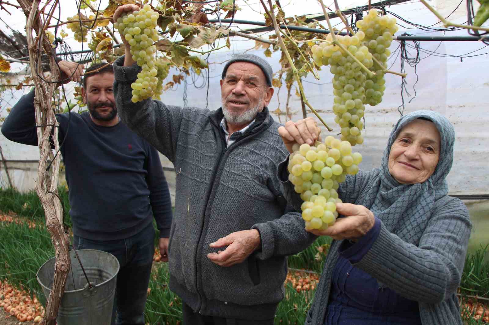 amasyali feruziye nine serada kisin uzum yetistirip satiyor