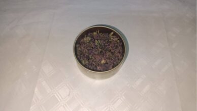 artvinde endemik yayla cayi cicegi kacakciligina jandarma engeli qnOmaiiw