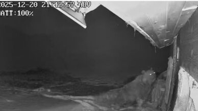 ayilar kis uykusu nedir bilmiyor yayla evlerine saldirilari suruyor jXbAn5tN