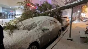 boluda park halindeki araclarin uzerine agac devrildi EStH3Unh
