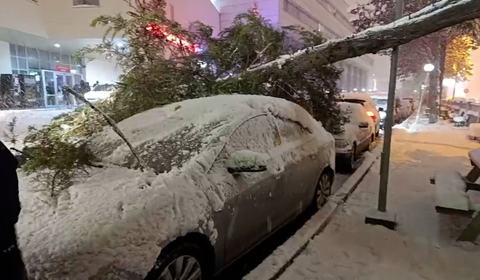 boluda park halindeki araclarin uzerine agac devrildi EStH3Unh